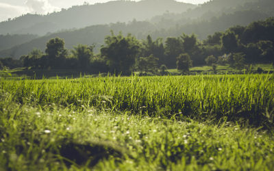 Scenic view of agricultural field