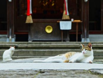 Cat sitting outdoors