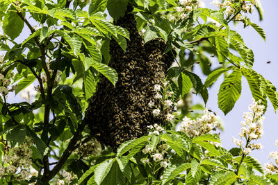 Low angle view of flowers on tree