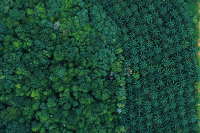 Full frame shot of moss on land