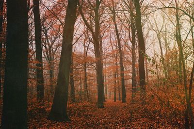 Trees in forest