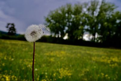 Close-up of dandelion flower on field