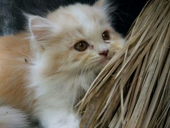 Close-up of cat looking away