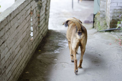 Dog standing on footpath