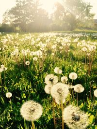 Close-up of flowers growing in field