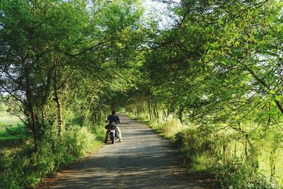 Rear view of man riding bicycle on road amidst trees in forest