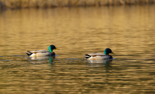 Ducks swimming in lake