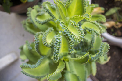 Close-up of succulent plant