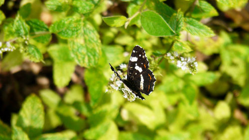 Close-up of butterfly pollinating on leaf