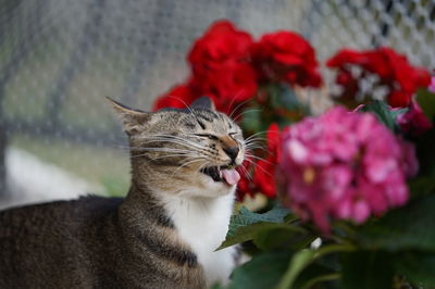 Close-up of cat on red flower