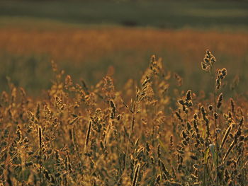 Plants growing on field