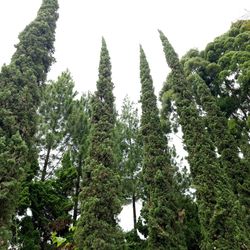 Low angle view of trees in forest against sky