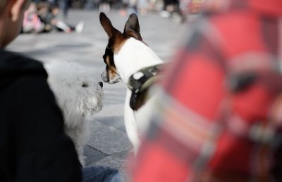 Close-up of cat against sky