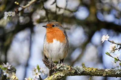 Close-up of a bird perching on branch