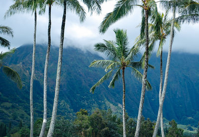 Low angle view of palm trees against sky