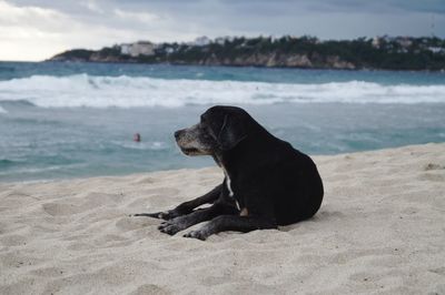 Black dog on beach against sky