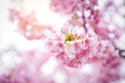 Close-up of pink cherry blossom