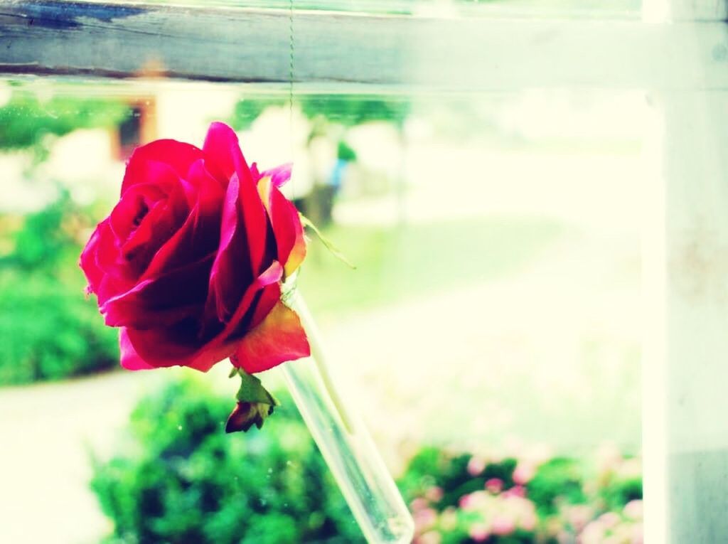 flower, petal, flower head, fragility, freshness, rose - flower, close-up, focus on foreground, beauty in nature, indoors, single flower, plant, growth, vase, nature, red, rose, blooming, leaf, in bloom