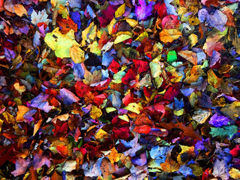 Full frame shot of autumn leaves