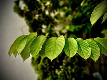 Close-up of fresh green leaves