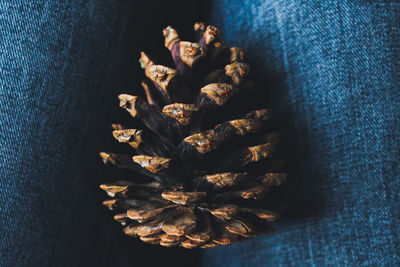 High angle view of pine cone on jeans