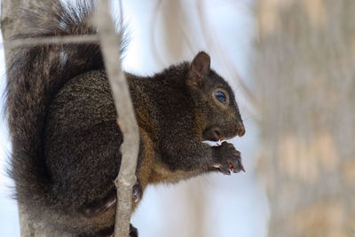 Close-up of squirrel 