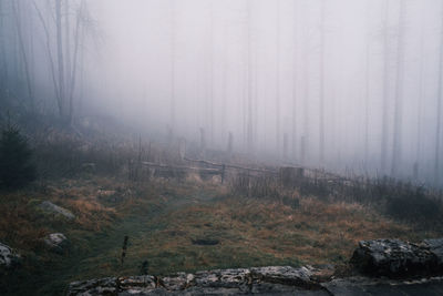 fog