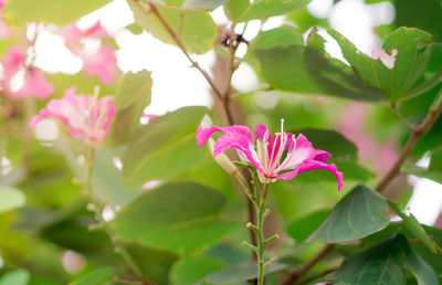 Close-up of pink flowering plant