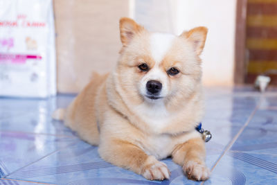 Portrait of dog sitting on tiled floor