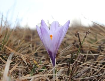 Close-up of purple crocus flowers on land