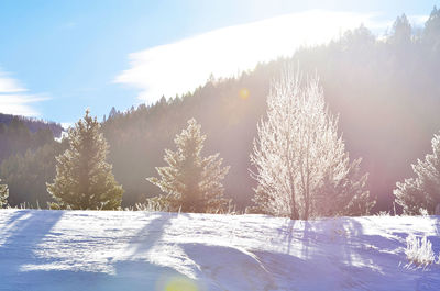 Snow covered trees against sky