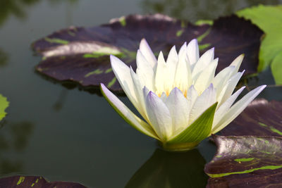 Close-up of water lily in lake