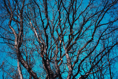 Low angle view of bare tree against blue sky