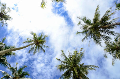 Low angle view of trees against sky