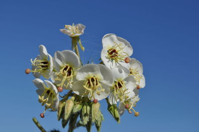 Low angle view of flowers against sky