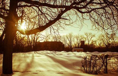 Sun shining through trees on snow covered landscape