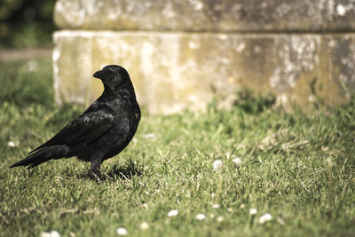 Black bird on a field