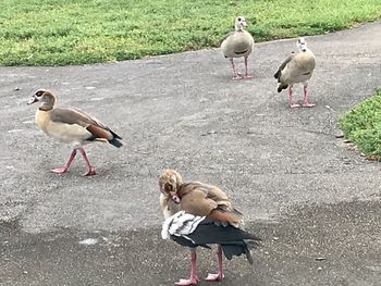 View of birds