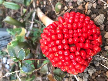 Close-up of red fruit on plant