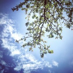 Low angle view of trees against sky