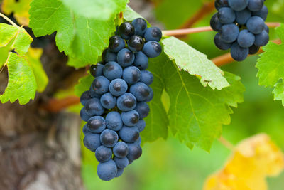 Close-up of grapes growing in vineyard