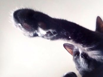 Close-up of cat paw