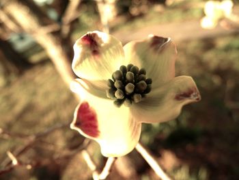 Close-up of flower against blurred background