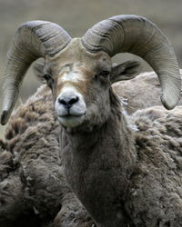 Sheep standing on field