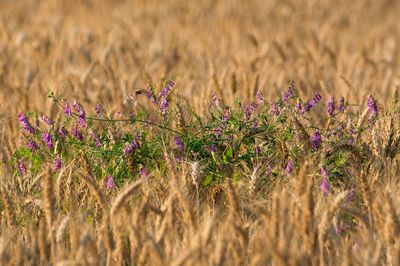 Close-up of purple flowering plants on field