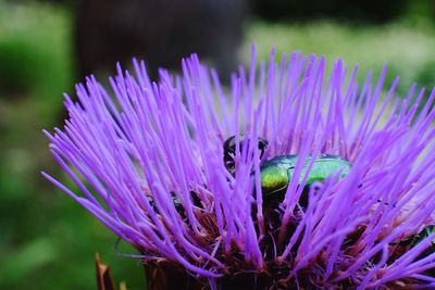 Close-up of pink flower