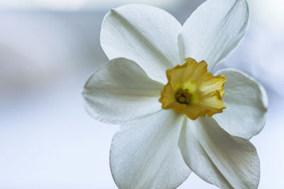 Close-up of white flowering plant