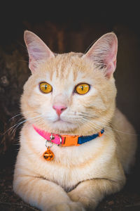 Close-up portrait of cat