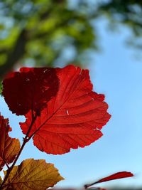 Close-up of red maple leaves against sky