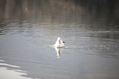 Bird swimming in lake